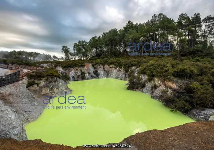 : Green Devil's Bath thermal lake in Wai-O-Tapu thermal : Green Devil's Bath thermal lake in Wai-O-Tapu thermal