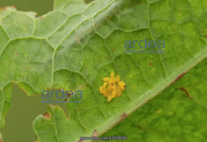 : Green Dock Beetle Eggs laid on dock leaf May Staffordshire : Green Dock Beetle Eggs laid on dock leaf May Staffordshire
