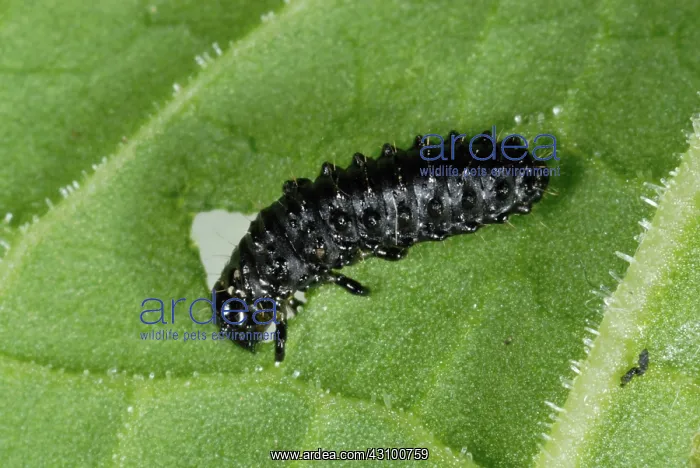 : Green dock beetle larvae : Green dock beetle larvae