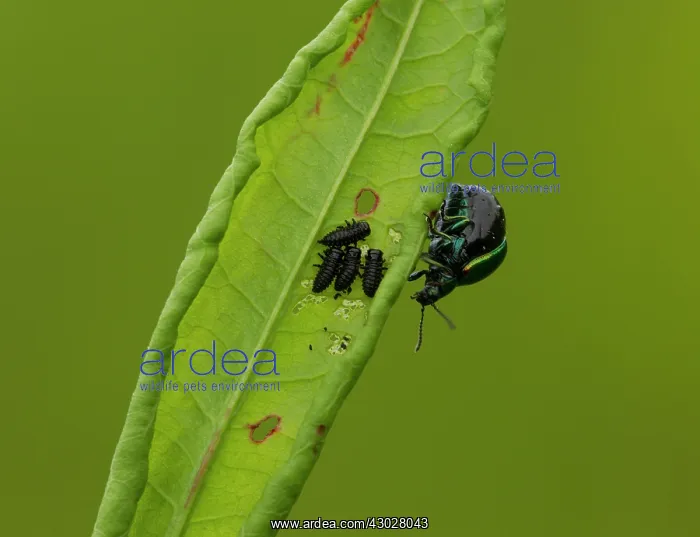 : Green Dock Beetle and Larvae pregnant female and : Green Dock Beetle and Larvae pregnant female and