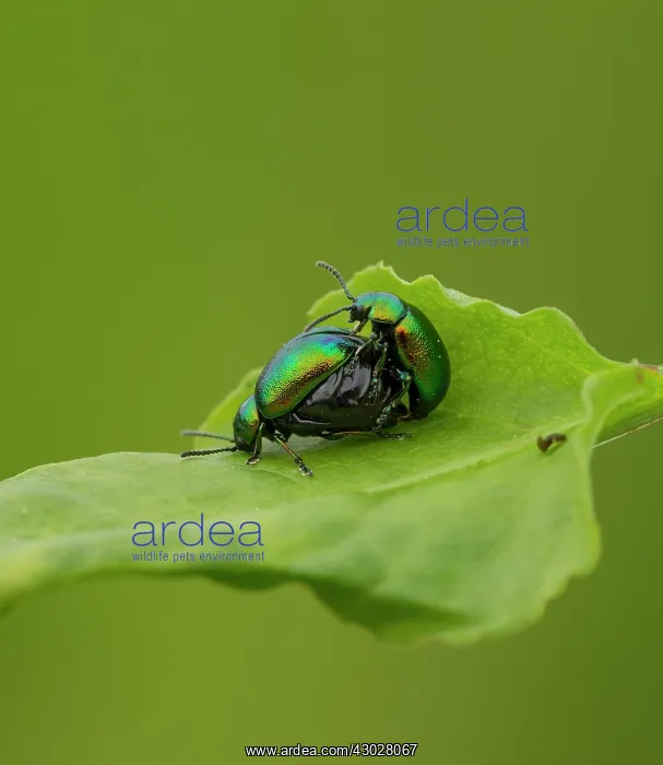 : Green Dock Beetles male and pregnant female mating : Green Dock Beetles male and pregnant female mating