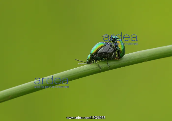 : Green Dock Beetles male and pregnant female mating : Green Dock Beetles male and pregnant female mating