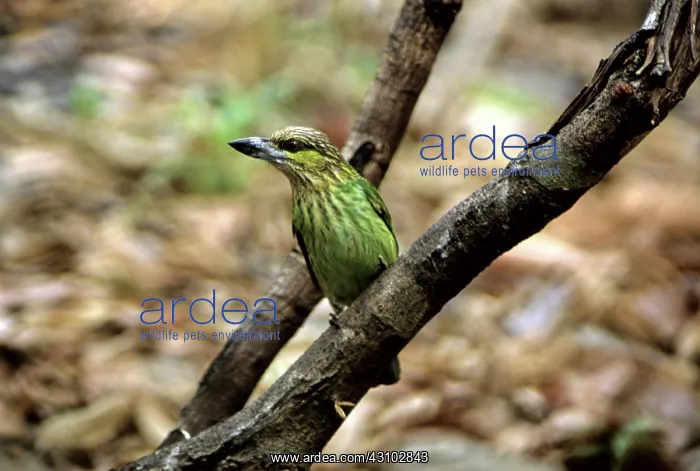 : Green-eared Barbet, Cambodia : Green-eared Barbet, Cambodia
