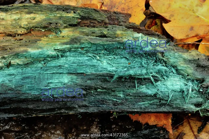 : Green elfcup, Chaumontel, For t de Coye, Val-d'Oise : Green elfcup, Chaumontel, For t de Coye, Val-d'Oise