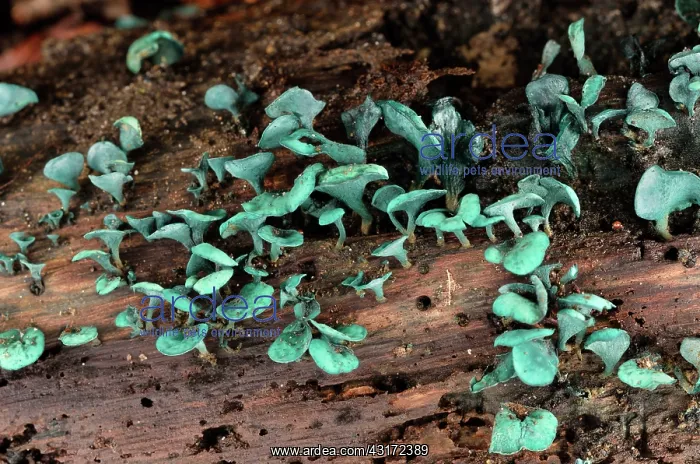 : Green elfcup, Chaumontel, For t de Coye, Val-d'Oise : Green elfcup, Chaumontel, For t de Coye, Val-d'Oise