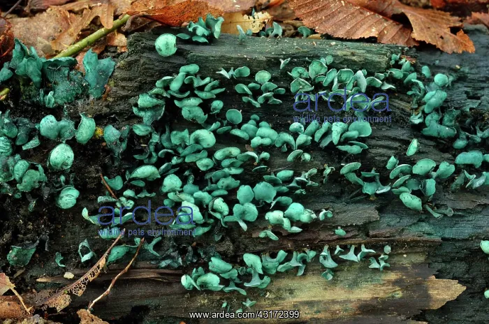  : Green elfcup, Chaumontel, For t de Coye, Val-d'Oise