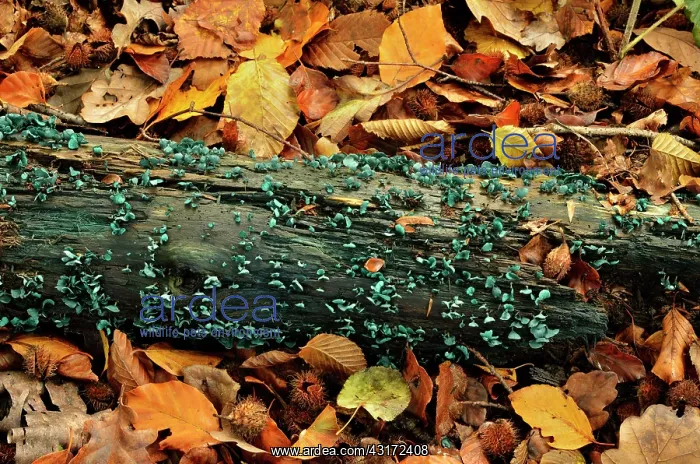 : Green elfcup, Chaumontel, For t de Coye, Val-d'Oise : Green elfcup, Chaumontel, For t de Coye, Val-d'Oise