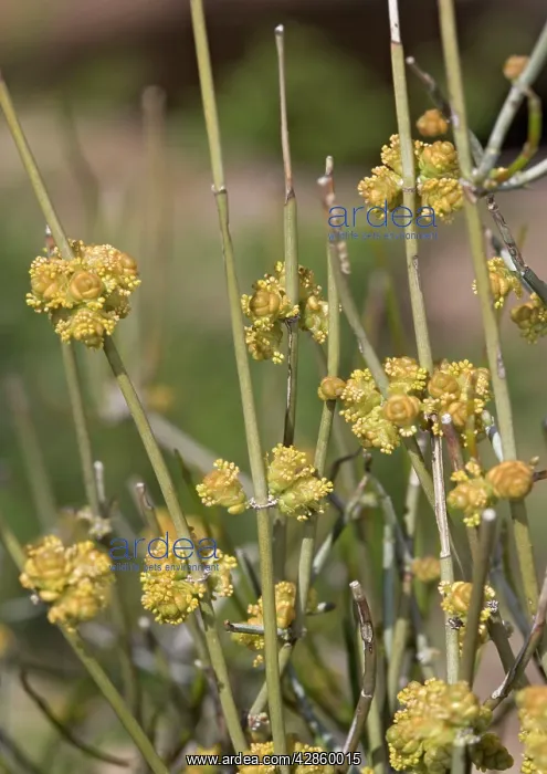 : Green Ephedra / Mormon or Brigham Tea / Mountain : Green Ephedra / Mormon or Brigham Tea / Mountain