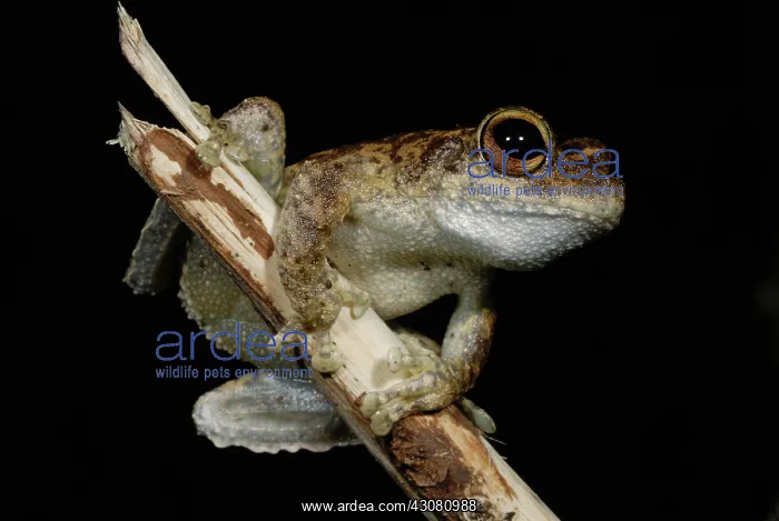 : Green-eyed Frog : Green-eyed Frog