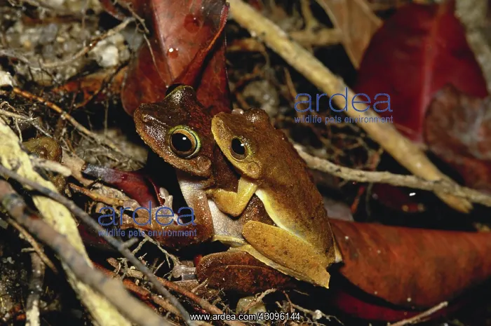 : Green-eyed Frogs : Green-eyed Frogs