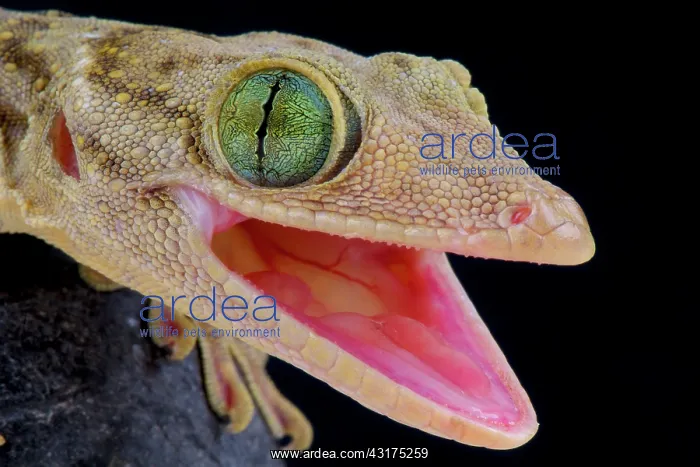 : Green eyed gecko (Gekko smithii), Indonesia : Green eyed gecko (Gekko smithii), Indonesia