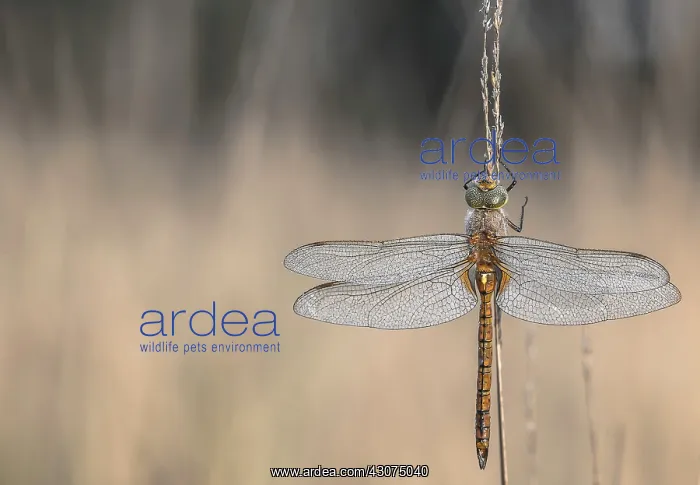  : Green-eyed Hawker