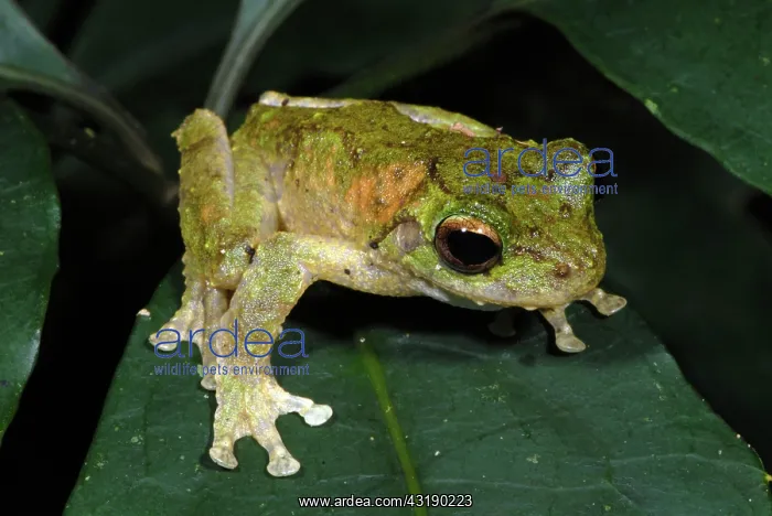 : Green-eyed Tree Frog : Green-eyed Tree Frog