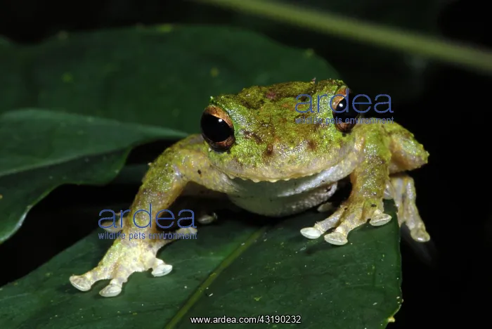 : Green-eyed Tree Frog : Green-eyed Tree Frog