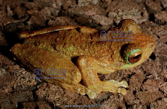: Green-eyed tree frog - a rainforest inhabitant : Green-eyed tree frog - a rainforest inhabitant