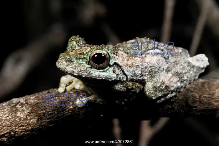 : Green-eyed Treefrog : Green-eyed Treefrog