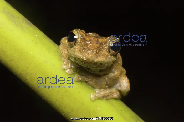 : Green-eyed treefrog : Green-eyed treefrog