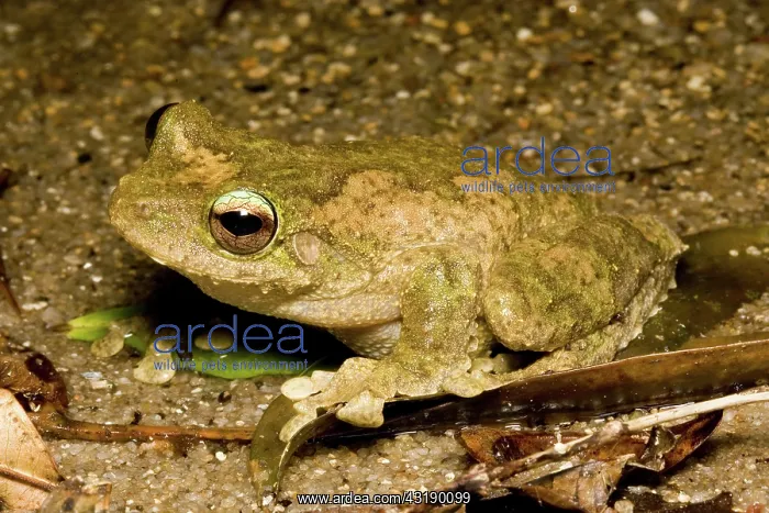 : Green-eyed treefrog : Green-eyed treefrog
