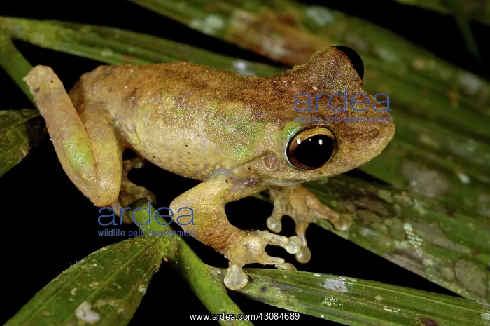: Green-eyed Treefrog (Litoria genimaculata) : Green-eyed Treefrog (Litoria genimaculata)