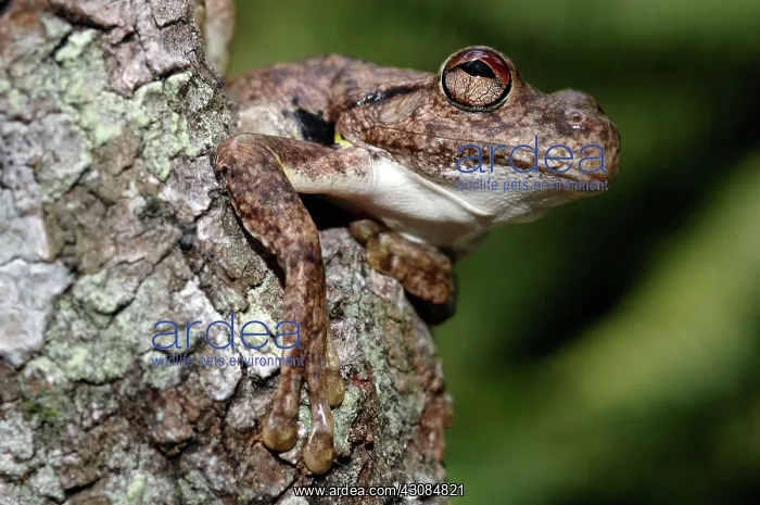  : Green-eyed Treefrog (Litoria genimaculata)