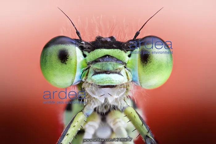  : Green eyes damselfly (Zygoptera), Luzzara, Reggio