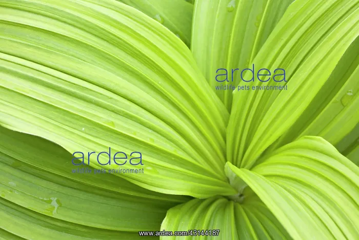 : Green False Hellebore : Green False Hellebore