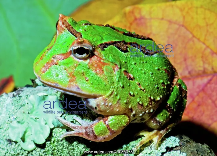 : Green Fantasy Frog / Pacman Frog : Green Fantasy Frog / Pacman Frog