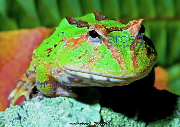 : Green Fantasy Frog / Pacman Frog : Green Fantasy Frog / Pacman Frog