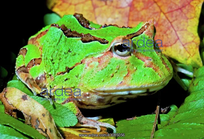 : Green Fantasy Frog / Pacman Frog : Green Fantasy Frog / Pacman Frog