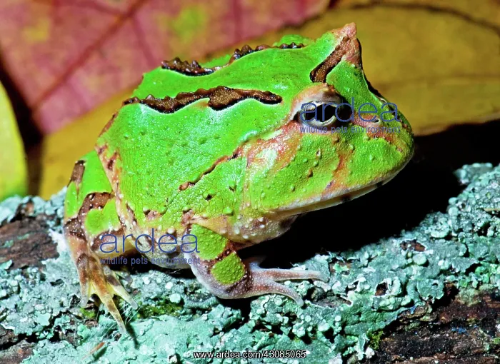 : Green Fantasy Frog / Pacman Frog : Green Fantasy Frog / Pacman Frog