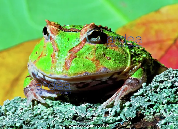 : Green Fantasy Frog / Pacman Frog : Green Fantasy Frog / Pacman Frog