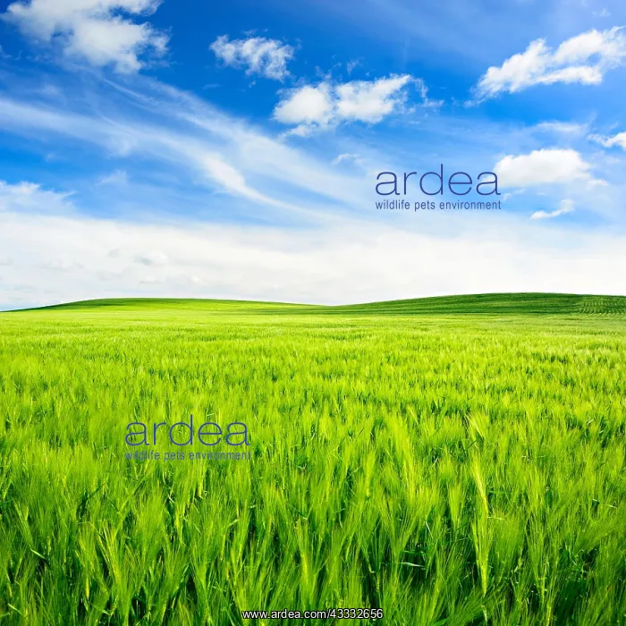 : Green field with fair weather clouds, hilly landscape : Green field with fair weather clouds, hilly landscape