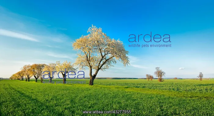 : Green field, flowering Cherry trees (Prunus), blue : Green field, flowering Cherry trees (Prunus), blue