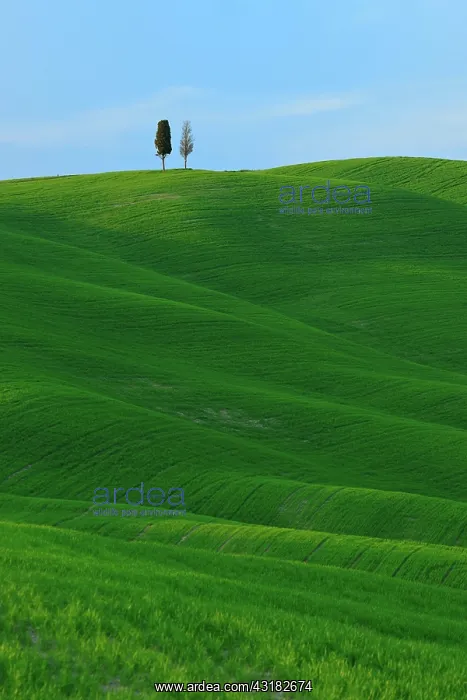 : Green field in typical Tuscan landscape, rolling : Green field in typical Tuscan landscape, rolling