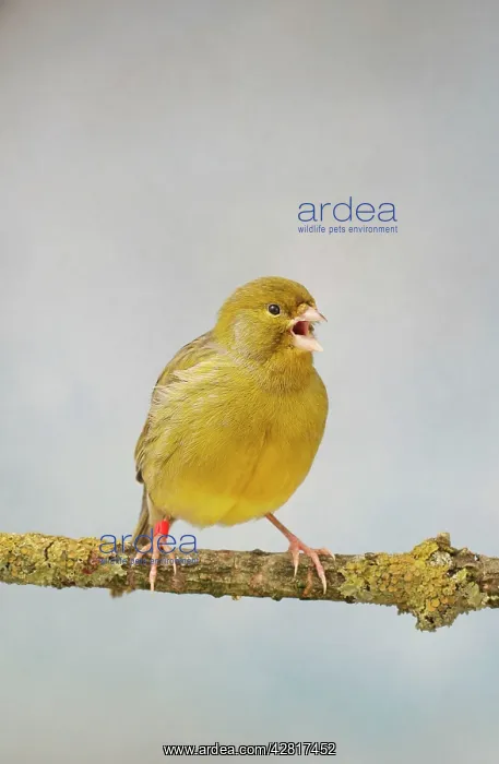 : Green Fife Canary - front view singing, captive bred : Green Fife Canary - front view singing, captive bred