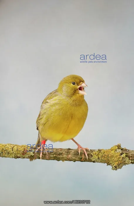 : Green Fife Canary - front view singing, captive bred : Green Fife Canary - front view singing, captive bred