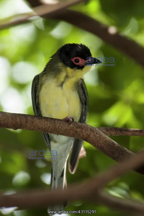 : Green Figbird : Green Figbird