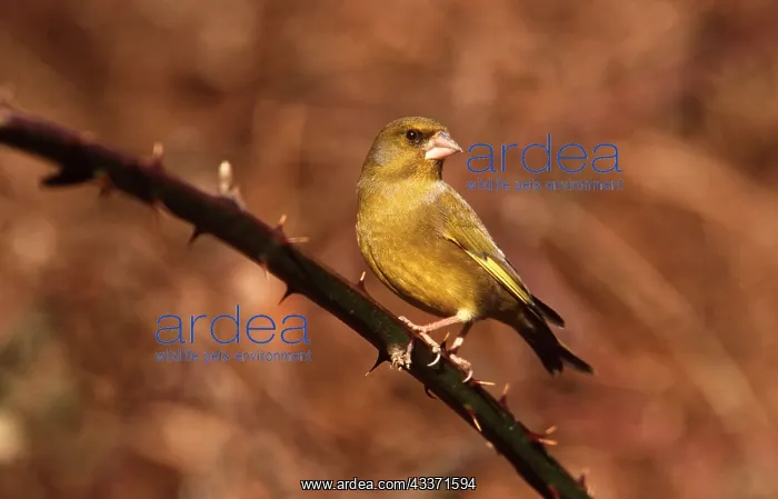 : GREEN FINCH - male on thorn branch : GREEN FINCH - male on thorn branch