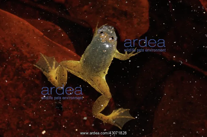 : Green Floating frog : Green Floating frog