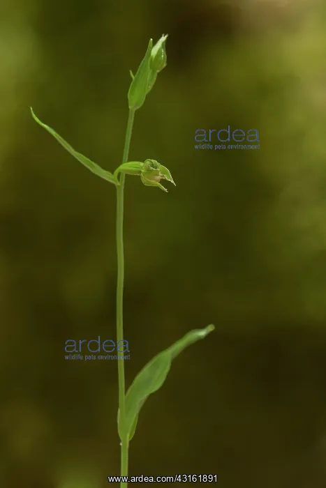 : Green-flowered Helleborine : Green-flowered Helleborine