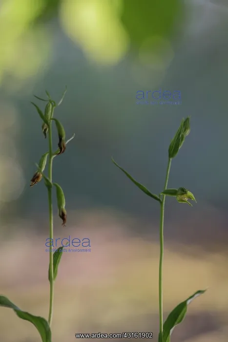 : Green-flowered Helleborine : Green-flowered Helleborine