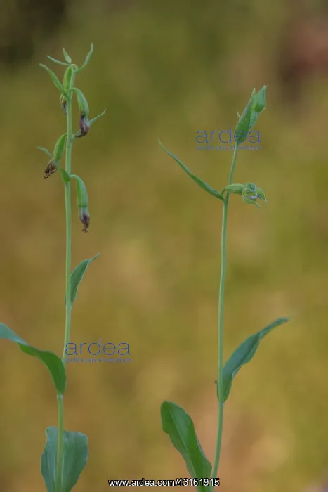 : Green-flowered Helleborine : Green-flowered Helleborine