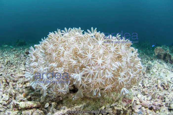 : Green Flowerpot coral (Goniopora stokesi), Moalboal : Green Flowerpot coral (Goniopora stokesi), Moalboal