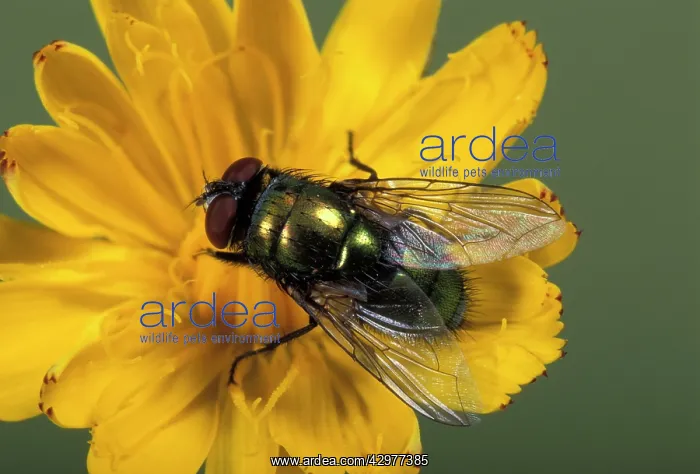 : Green fly - on a flower : Green fly - on a flower