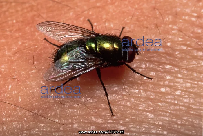 : Green fly - on human skin : Green fly - on human skin