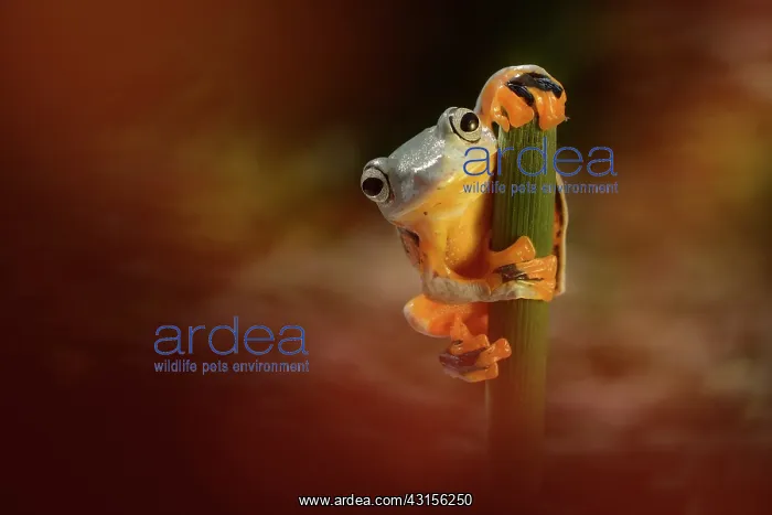 : Green Flying Frog : Green Flying Frog