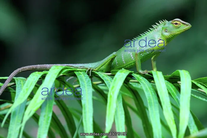 : Green Forest Lizard : Green Forest Lizard