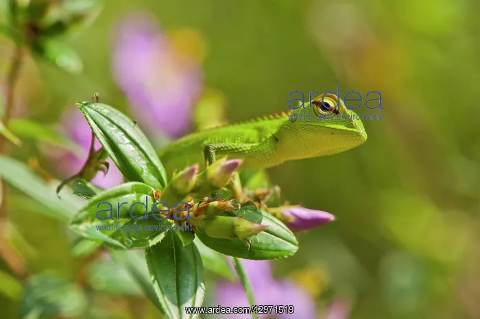 : Green Forest Lizard - close up - in flowering shrub : Green Forest Lizard - close up - in flowering shrub