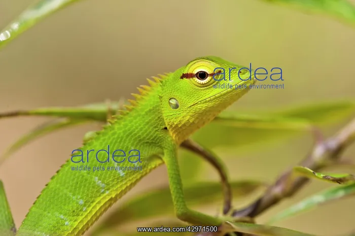: Green Forest Lizard - close up showing head and front legs : Green Forest Lizard - close up showing head and front legs