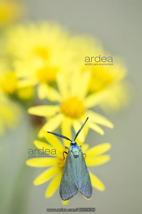 : Green Forester (Adscita statices) feeding on ye : Green Forester (Adscita statices) feeding on ye